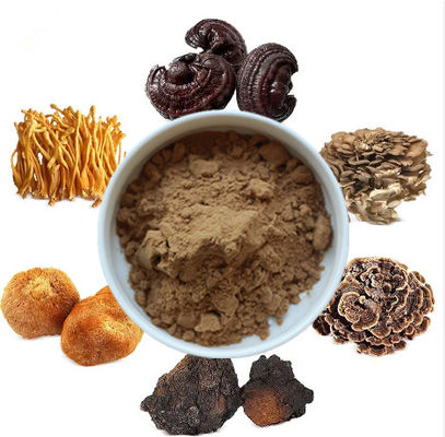 Μείγμα 6 σε 1 Εκχύλισμα Μανιταριών Πουλί Cordyceps Ganoderma Reishi Chaga Turkey Tail Maitake Lions Mane Μανιταρίες Πουλί