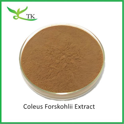 Χονδρικό φυσικό φυτικό εκχύλισμα Coleus Forskohlii εκχύλισμα σκόνη Forskolin τιμή