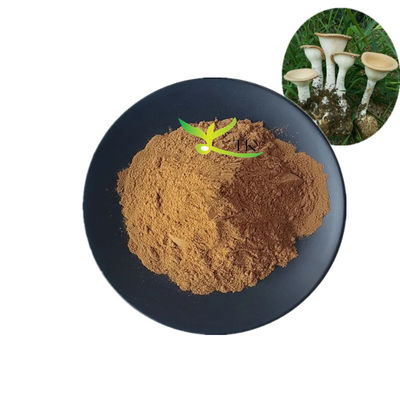 Σκόνη εκχυλίσματος μανιταριού Lignosus Rhinocerus (Tiger Milk Mushroom) φυσικής προέλευσης, κατάλληλη για τρόφιμα, 10%~30% Πολυσακχαρίτες